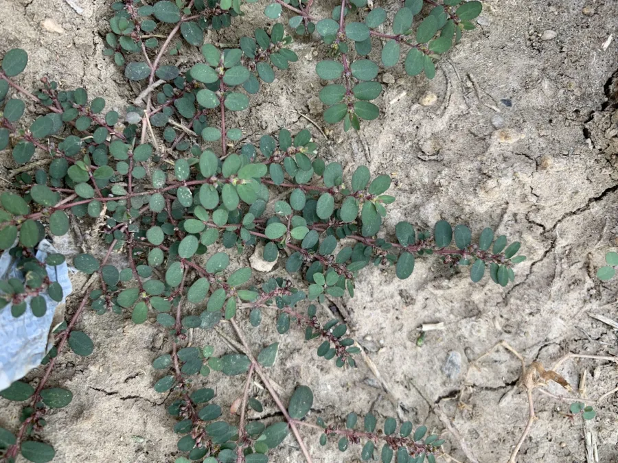 Euphorbia prostrata