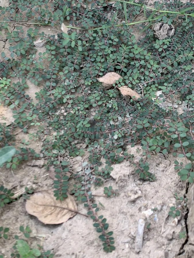 Euphorbia prostrata