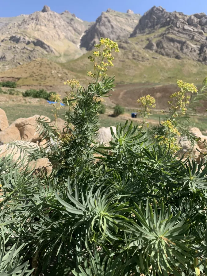 Euphorbia saratoi