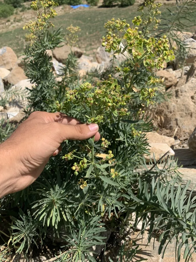 Euphorbia saratoi