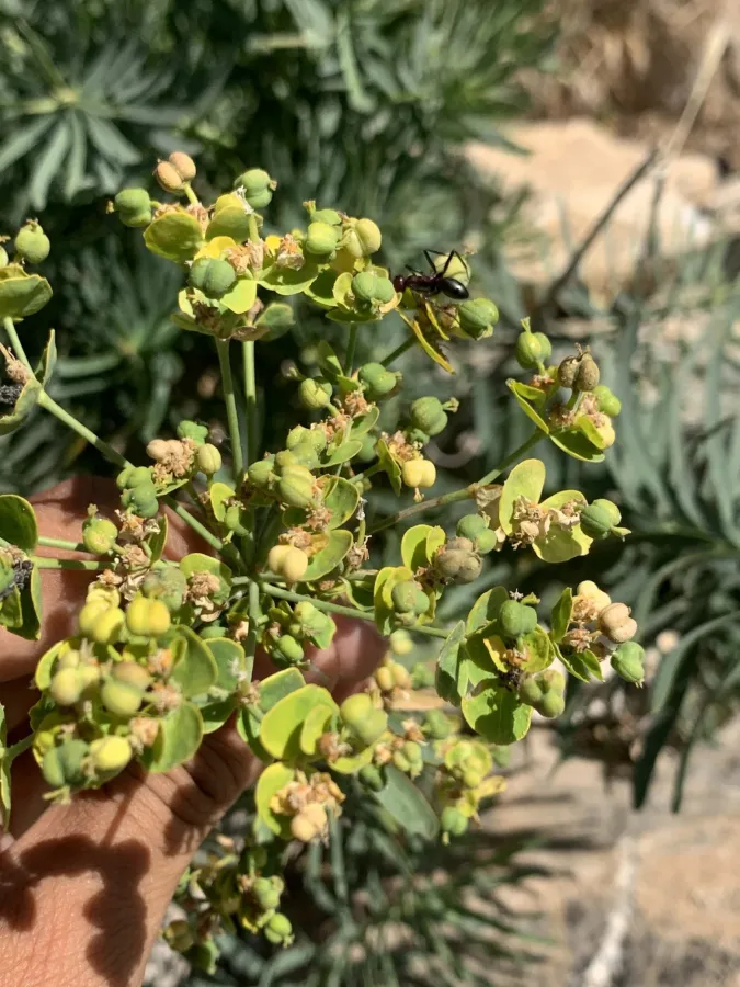 Euphorbia saratoi