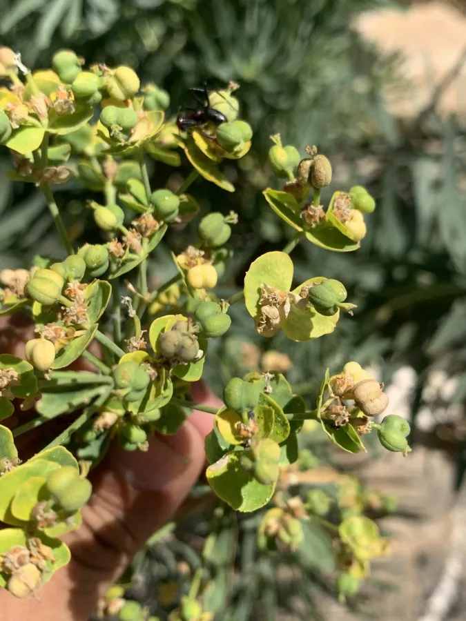 Euphorbia saratoi