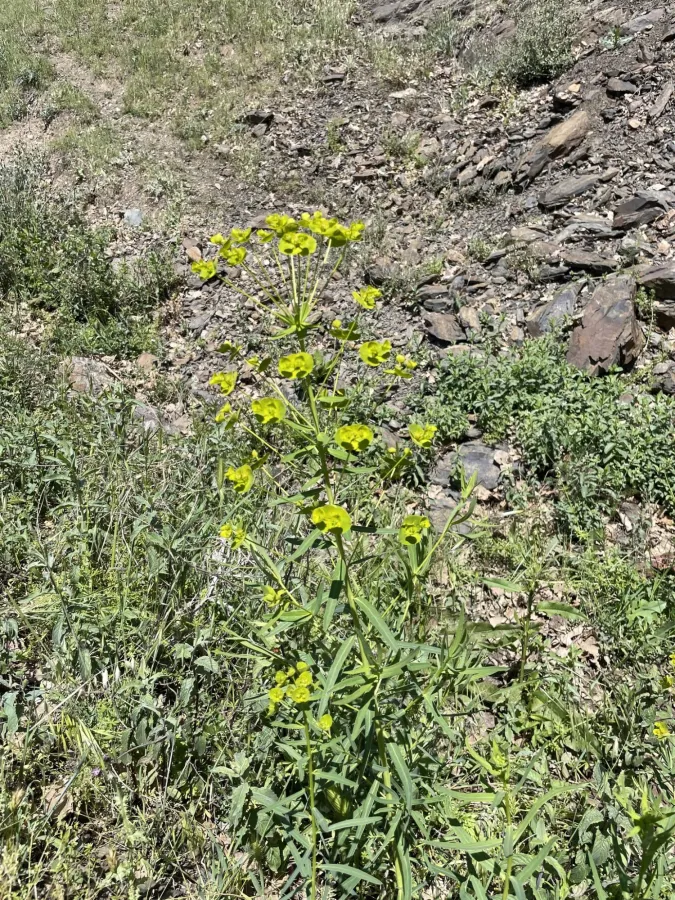Euphorbia virgata