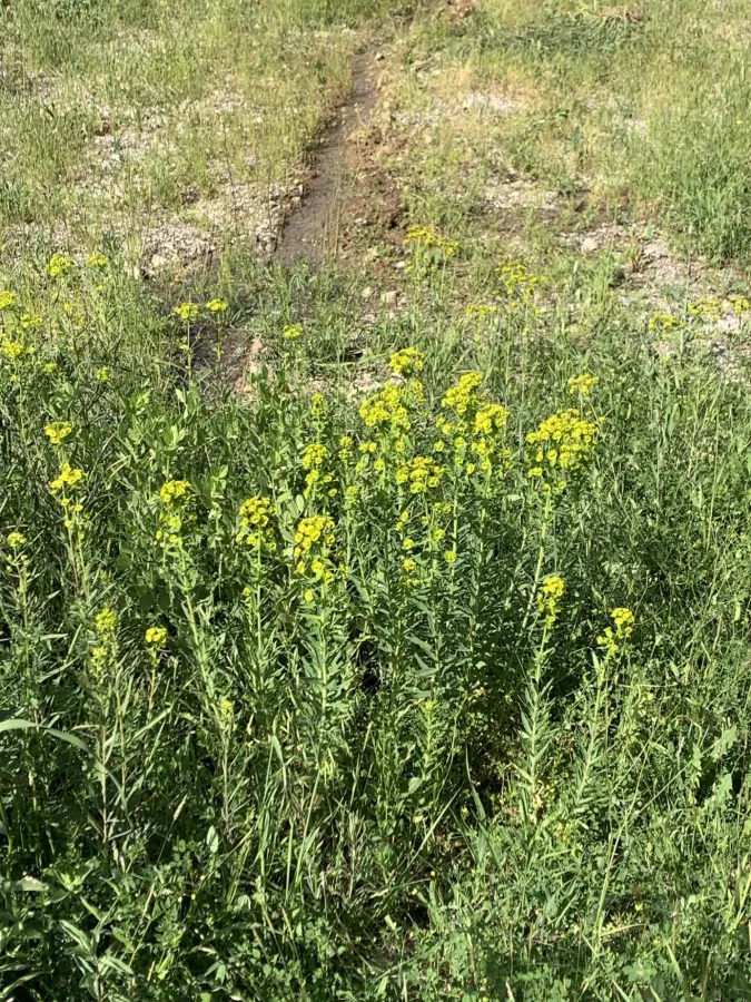 Euphorbia virgata