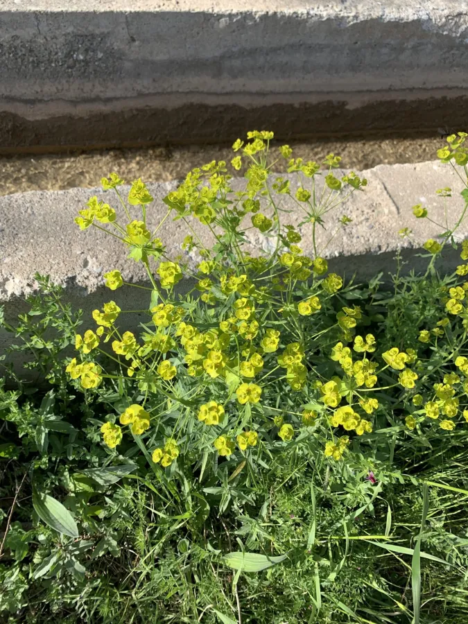 Euphorbia virgata