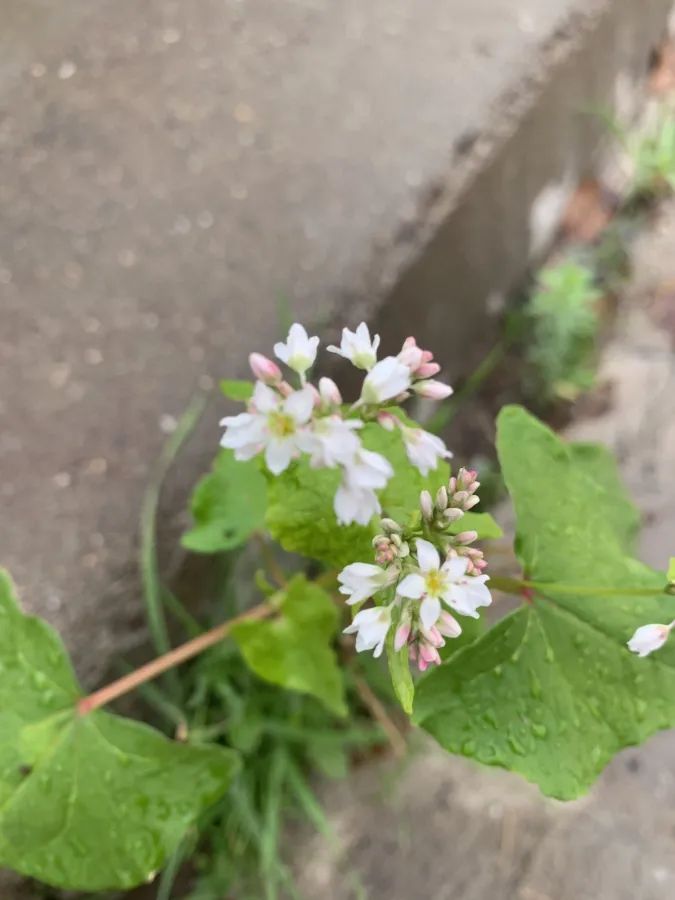 Fagopyrum esculentum