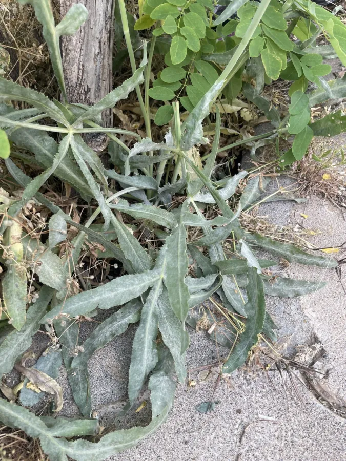 Falcaria vulgaris