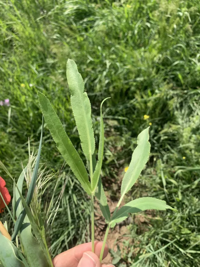 Falcaria vulgaris