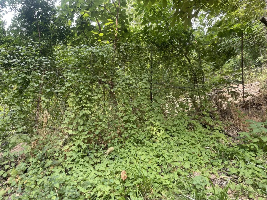 Fallopia convolvulus