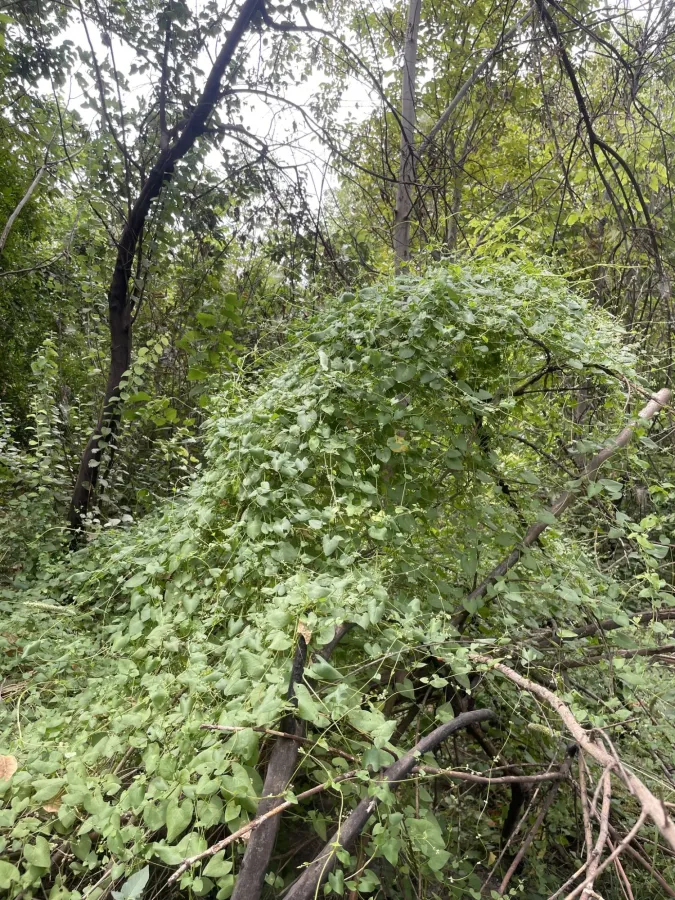 Fallopia convolvulus