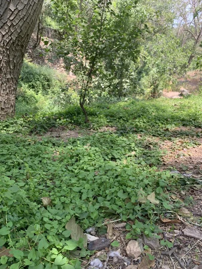 Fallopia convolvulus