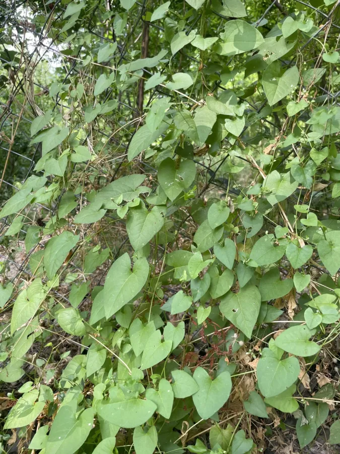 Fallopia convolvulus