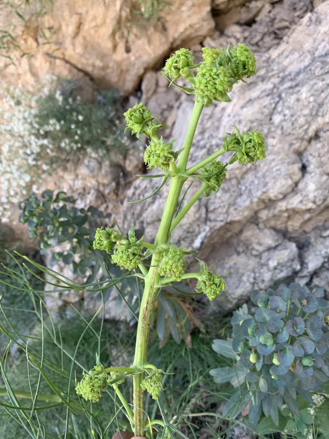 Ferulago abbreviata
