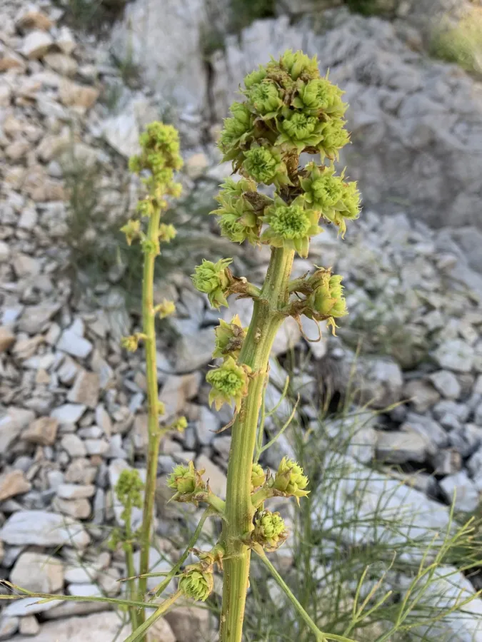 Ferulago abbreviata