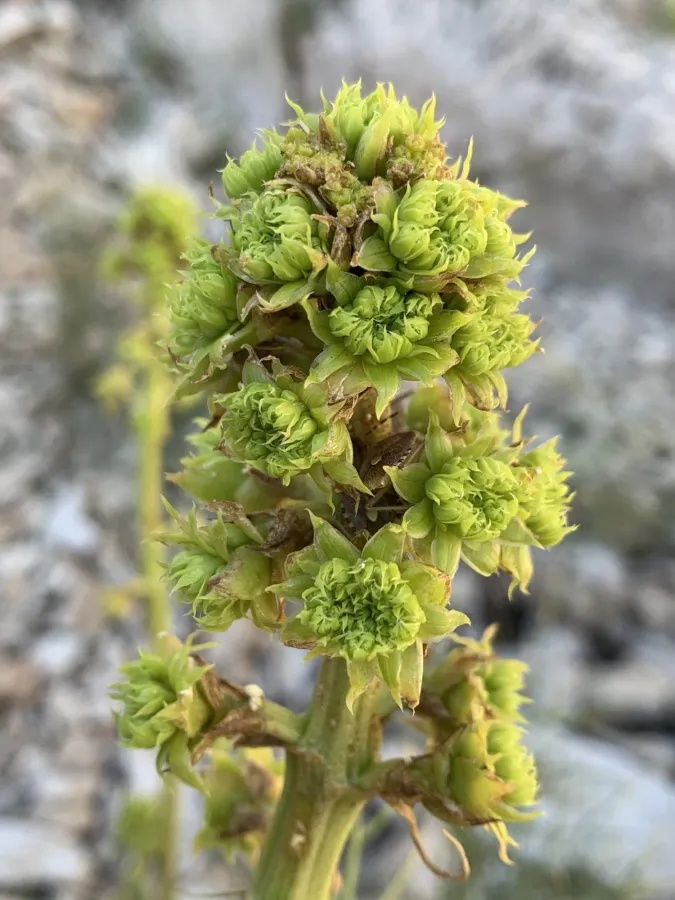 Ferulago abbreviata