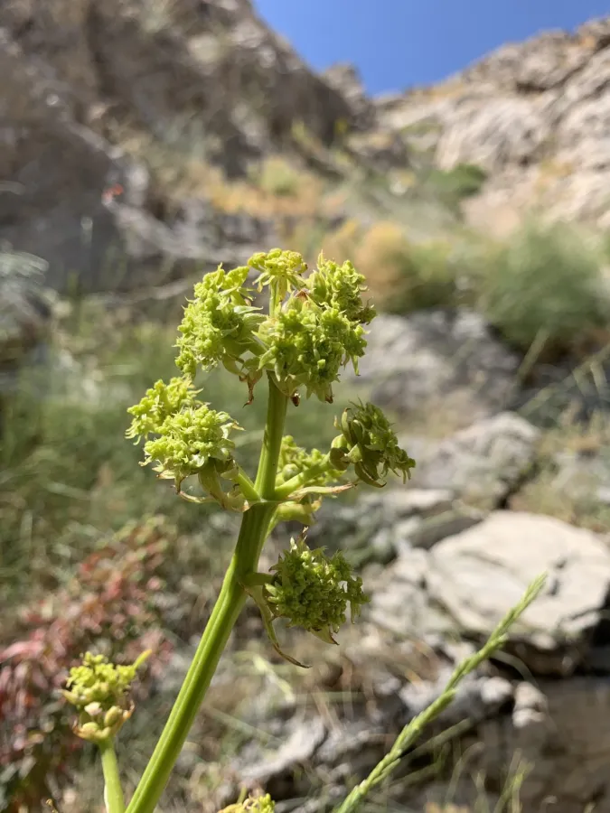 Ferulago abbreviata