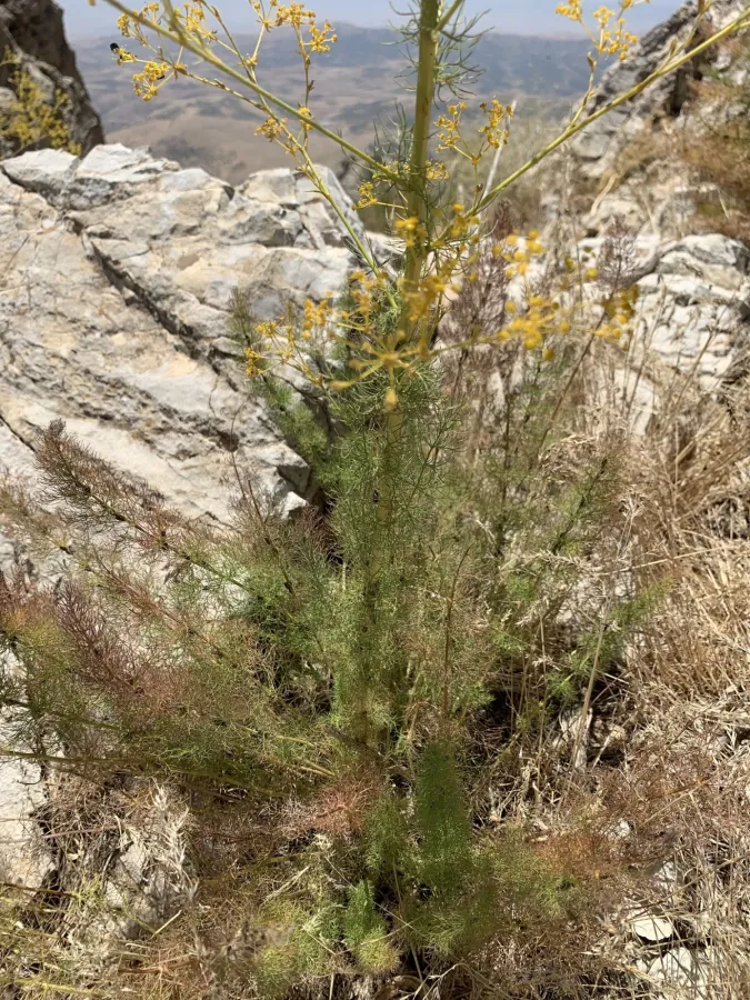 Ferulago bernardii