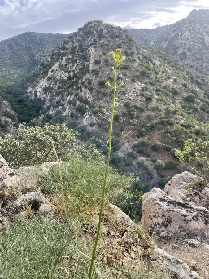 Ferulago carduchorum