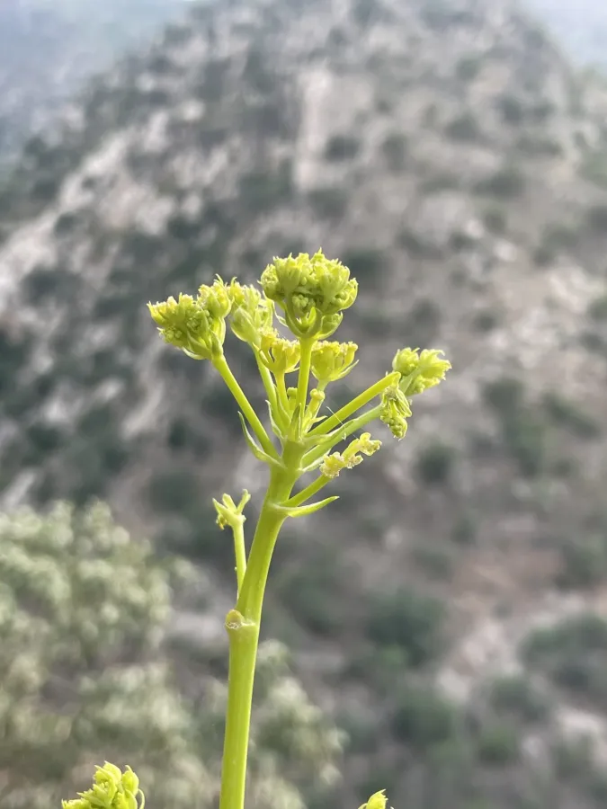 Ferulago carduchorum