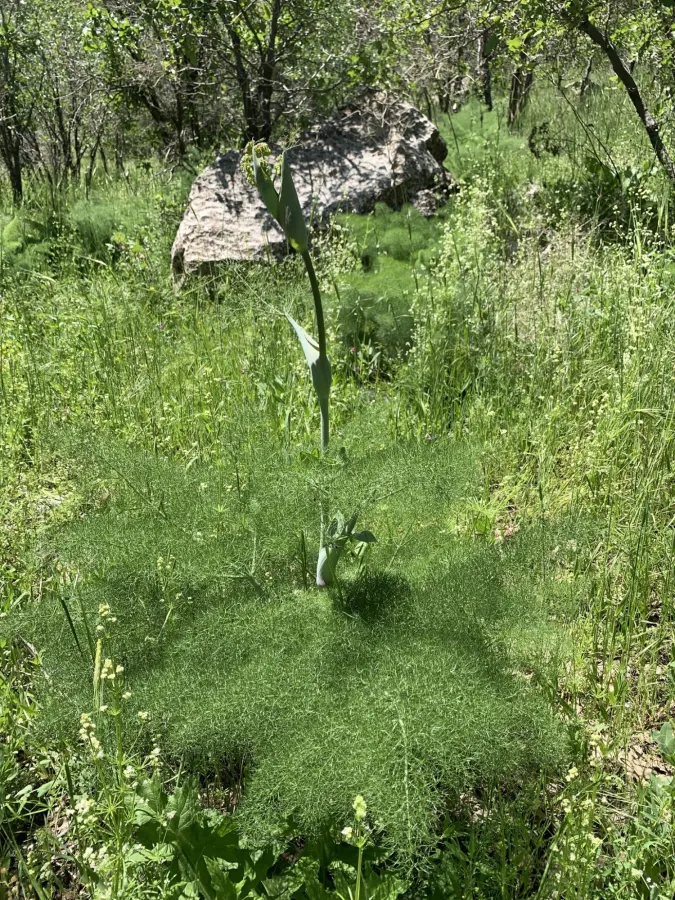 Ferula orientalis