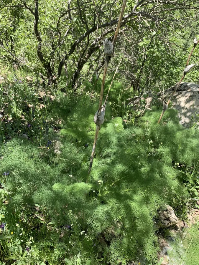 Ferula orientalis