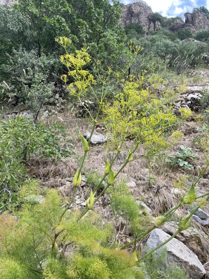 Ferula orientalis