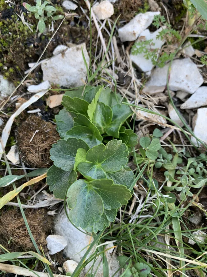 Ferula sphenobasis