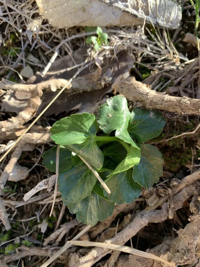 Ferula sphenobasis