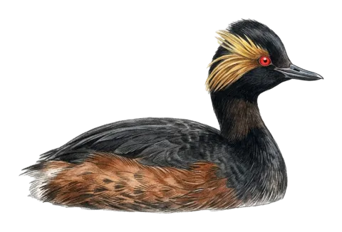 Black-necked Grebe