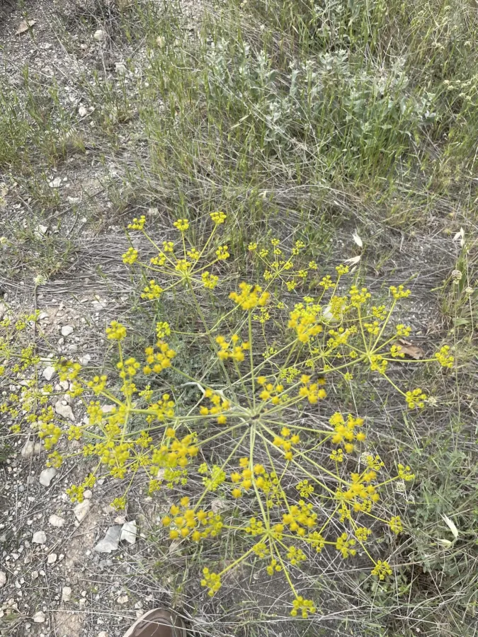Ferulago macrocarpa