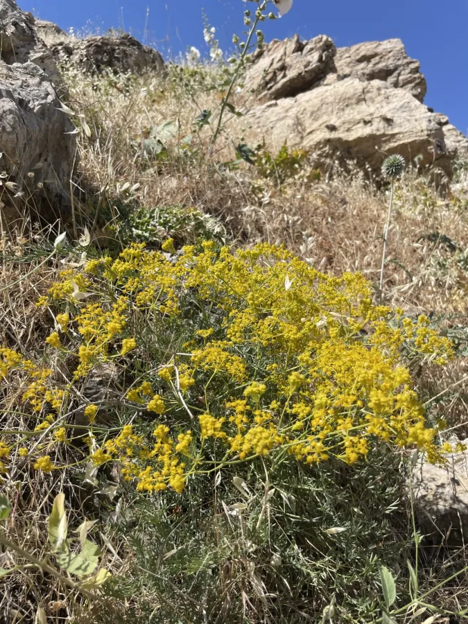 Ferulago macrocarpa
