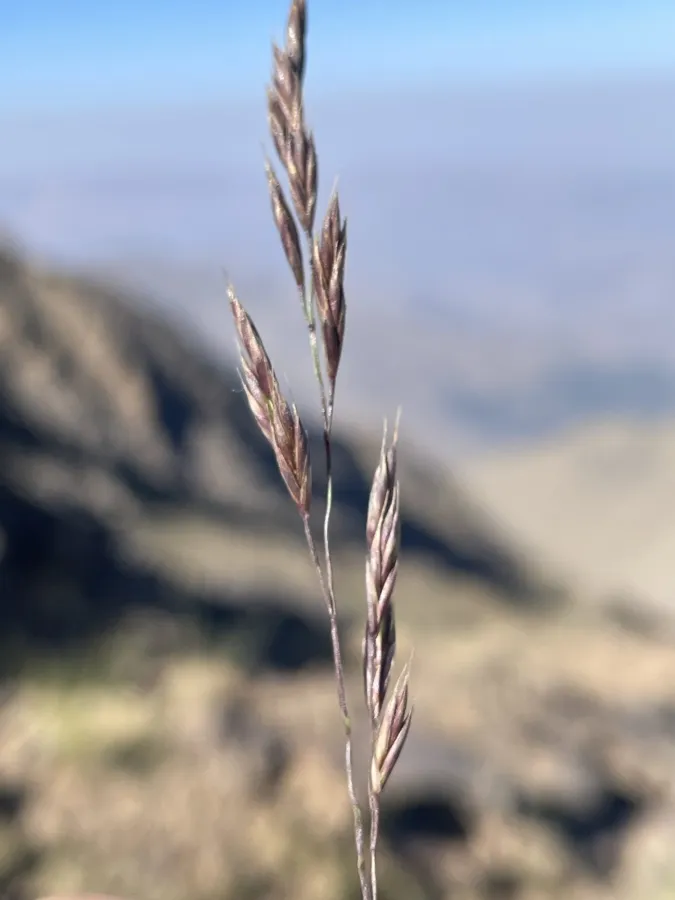 Festuca chalcophaea