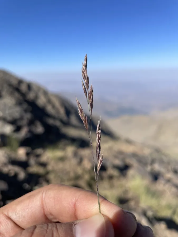 Festuca chalcophaea