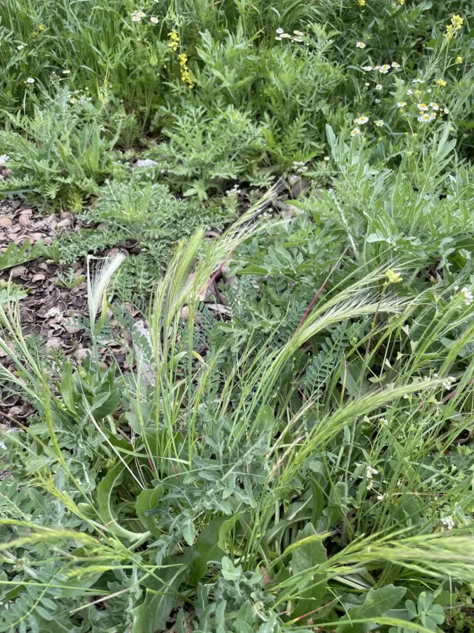 Festuca myuros