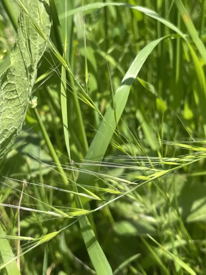 Festuca myuros