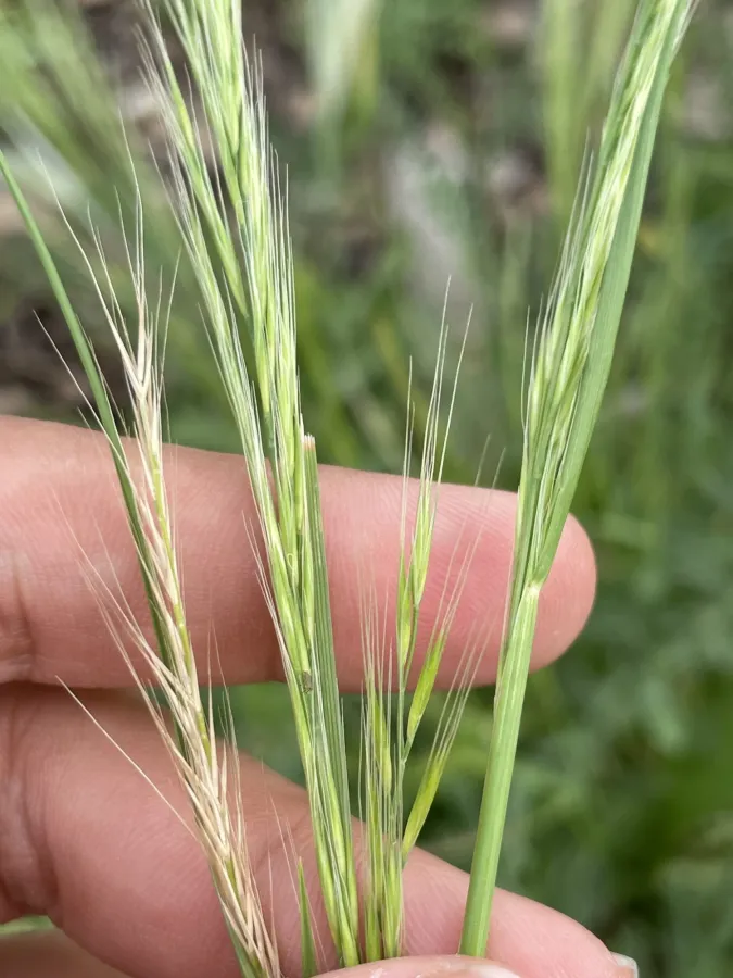 Festuca myuros