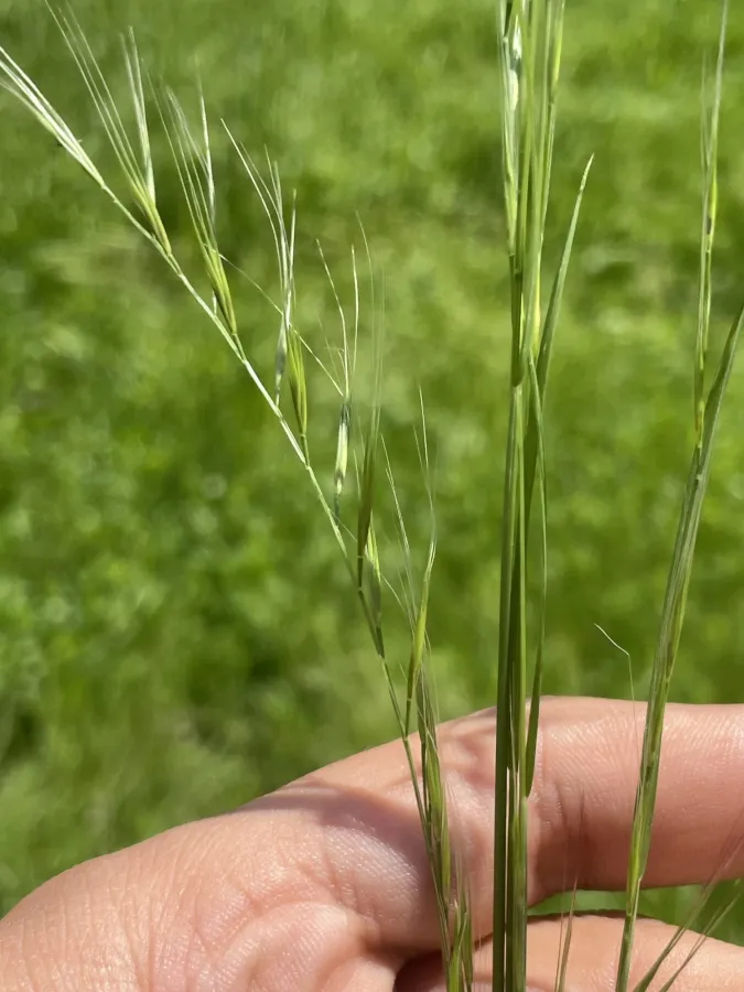 Festuca myuros