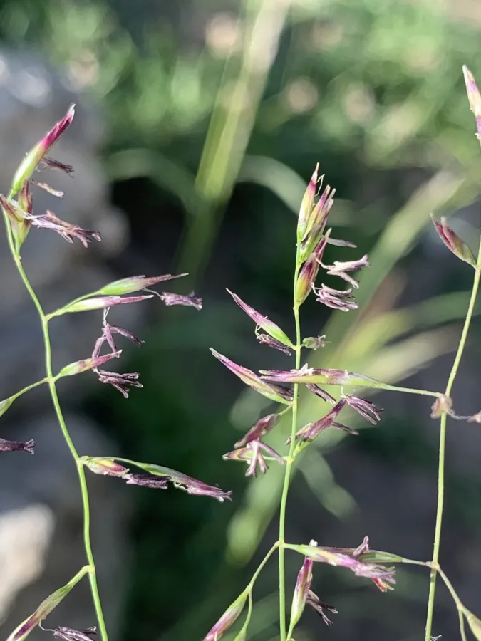 Festuca rubra