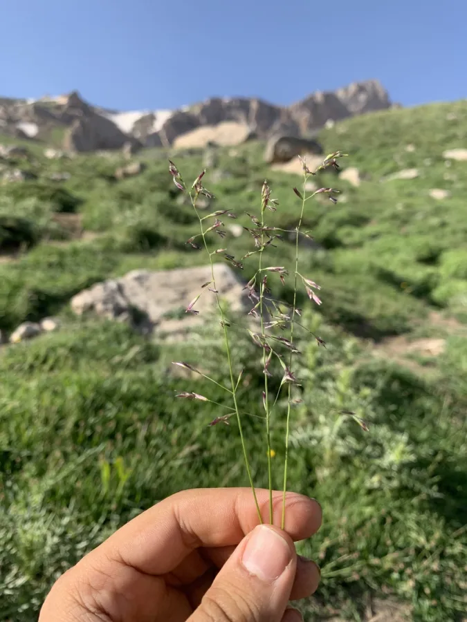 Festuca rubra