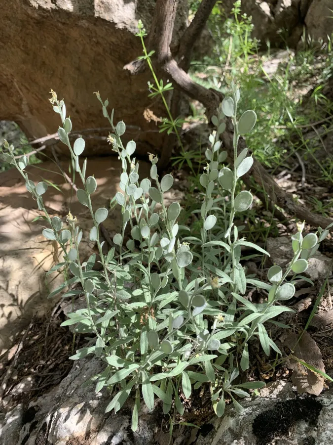Fibigia clypeata