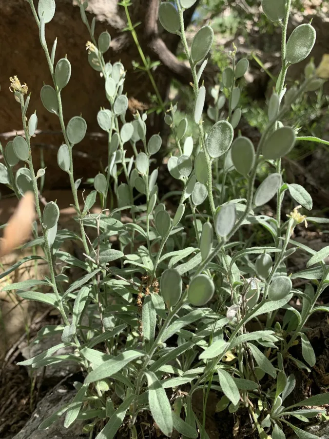 Fibigia clypeata