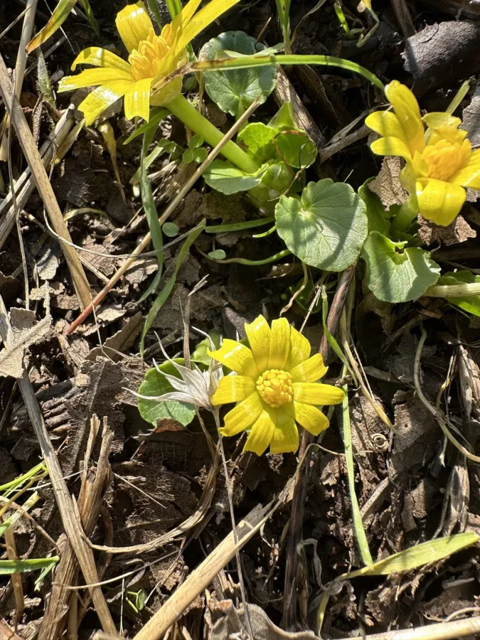 Ficaria kochii