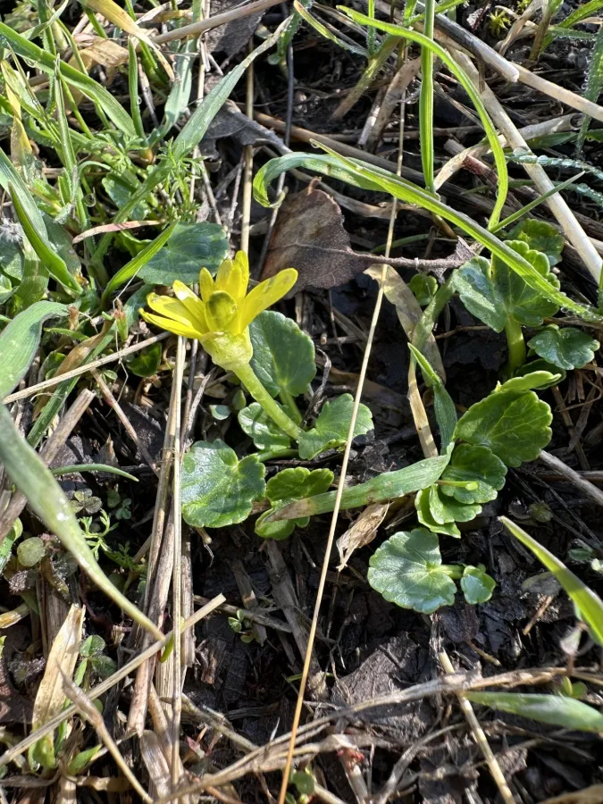 Ficaria kochii