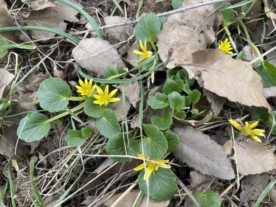 Ficaria kochii
