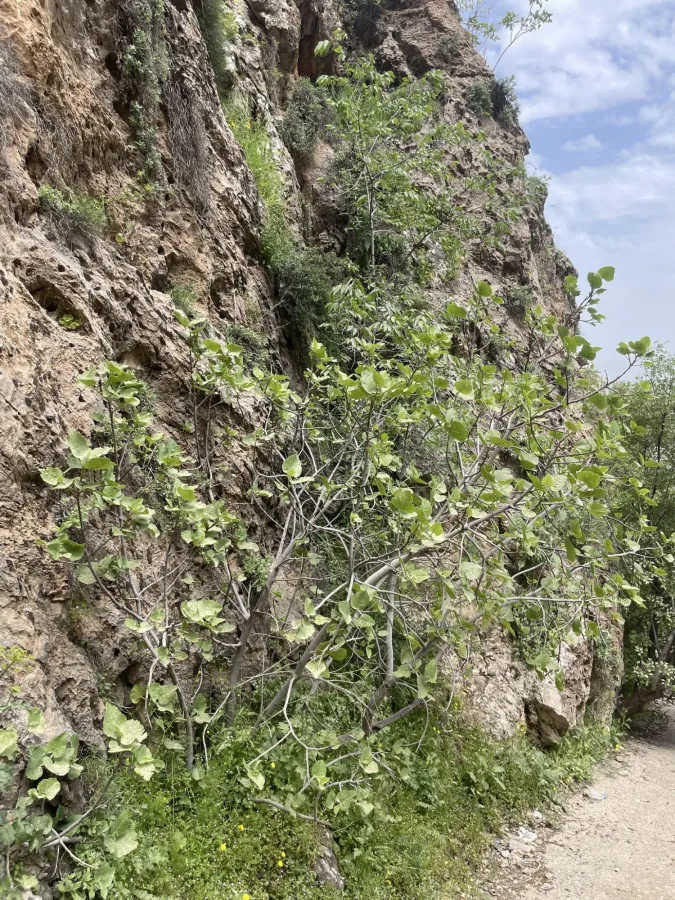 Ficus carica