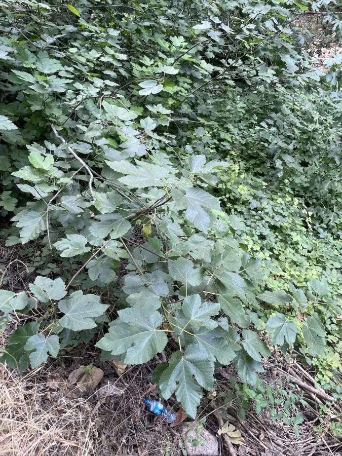Ficus carica
