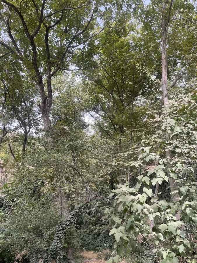 Ficus carica