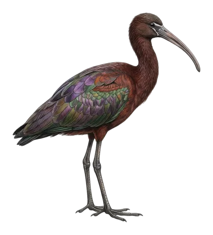 Glossy Ibis