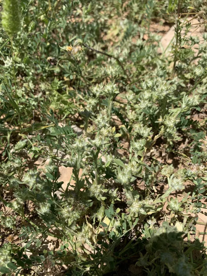 Filago pyramidata