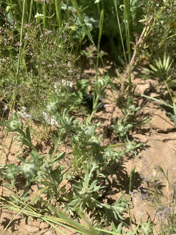 Filago pyramidata
